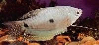 Gurami Bl�