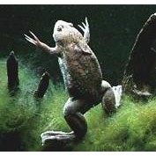 Fr� Hymenochirus boettgeri 3cm