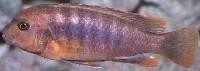 Lodotropheus sprengerae 4cm