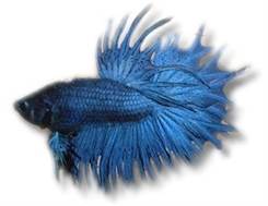 Kampfisk han Crowntail