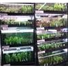 Akvarieplanter