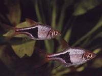 Rasbora Kileplet    P� lager fra d. 3-2-2012