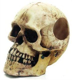 D�dningehovede 18cm