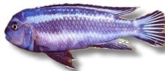 Melanochromis Johanni