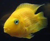 Parrot 3cm , Papeg�jeciklide