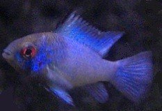Electric Blue Ram 2cm