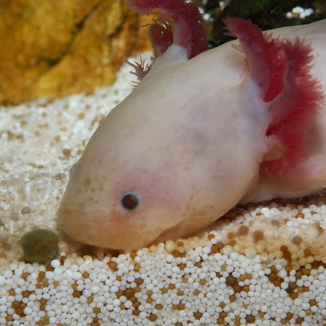 Axolotl foder