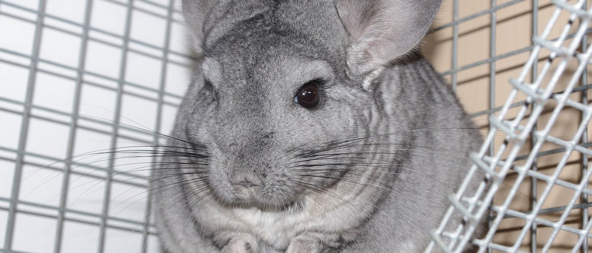 Grå chinchilla med store ører i et bur af tremmer