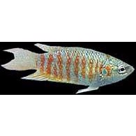 Gurami Paradis fisk 