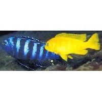 Malawiciklide, Pseudotropheus Saulosi 