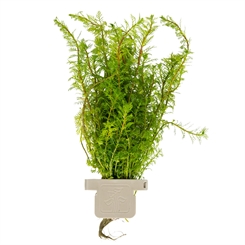 Myriophyllum mattogrossense 037 CLP