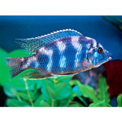 Haplochromis Milomo VC-10 5cm