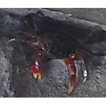 Krabbe 2cm , Pseudosesarma moeshi 