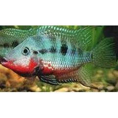 Rødstrubet ciklide, Thorichthys meeki 