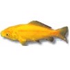 Guldfisk 7-10cm Gul