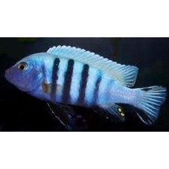 Malawiciklide, Pseudotropheus Kingsiz