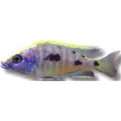 Othopharinx Lithobates 5-7cm. 