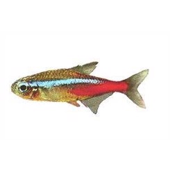 Tetra Neon  2cm