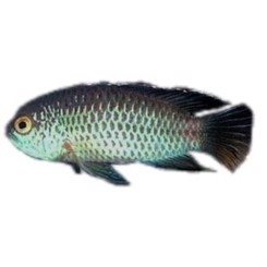 Nannacara Anomala, 4-7cm