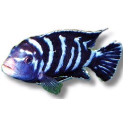 Pseudotropheus Demasoni