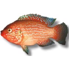 Rød Juwel ciklide 5-7cm