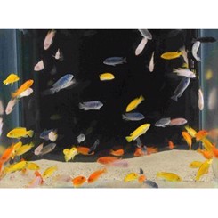 Malawi assoteret 5-7cm