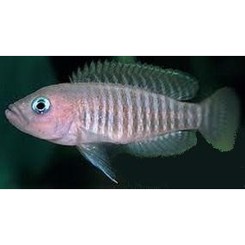 Lamprologus Multifasciatus 