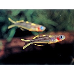 Blå øjet regnbuefisk