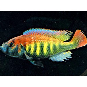 Cherry Astatotilapia 7cm