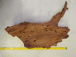 Trærod unik - Mangrove trærod - 35-49cm - D - Flyder