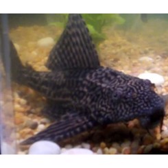 Sugemalle Plecostomus 7,5cm