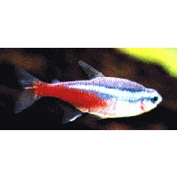 Tetra Neon Diamant 2,5-3cm