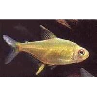 Tetra Citron   M