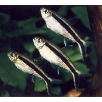 Tetra Penquin Pingvin