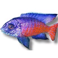 Malawiciklide Aulonocare Ngara