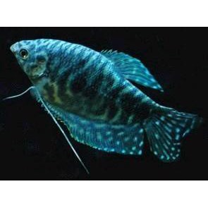 Gurami Cosby 5-7cm