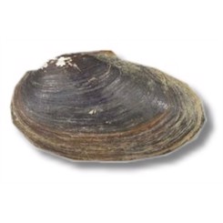 Musling Vandrenser 7-10cm