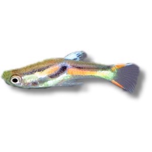 Guppy sp. edler 