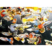 Guppy Han mix farver