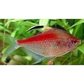 Tetra Blødende Hjerte 