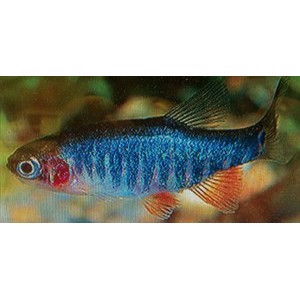 Emerald Rasbora