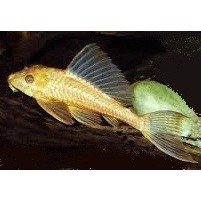 Sugemalle Plecostomus Gul