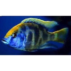 Malawiciklide, Haplochromis  Venustus 