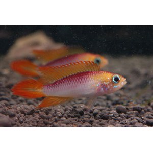 Apistogamma agazissi FireRed 