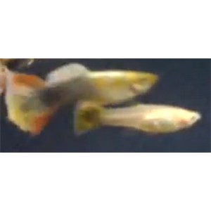 Guppy Golden Kumara han