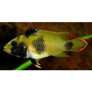 Apistogamma Nijsseni 