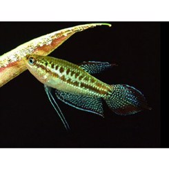 Gurami pygmy sparkling 2cm
