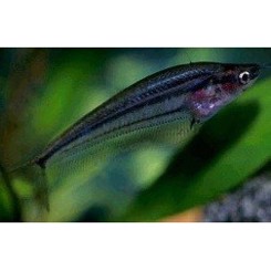 Malaysian glas catfish