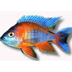 Aulonocara eureca  4-5cm 