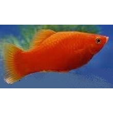 Platy mixede varianter